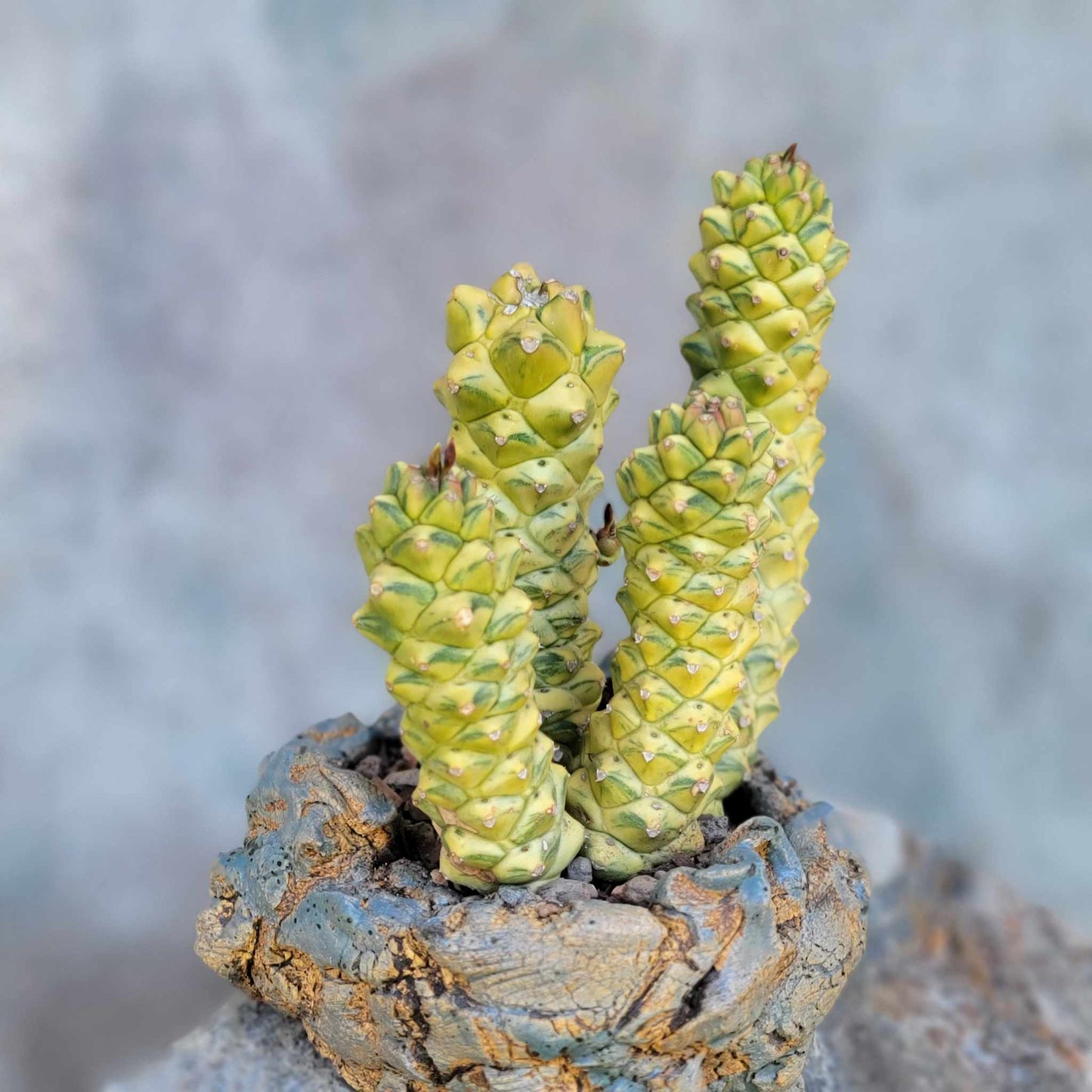 Monadenium ritchiei - Euphorbia ritchiei