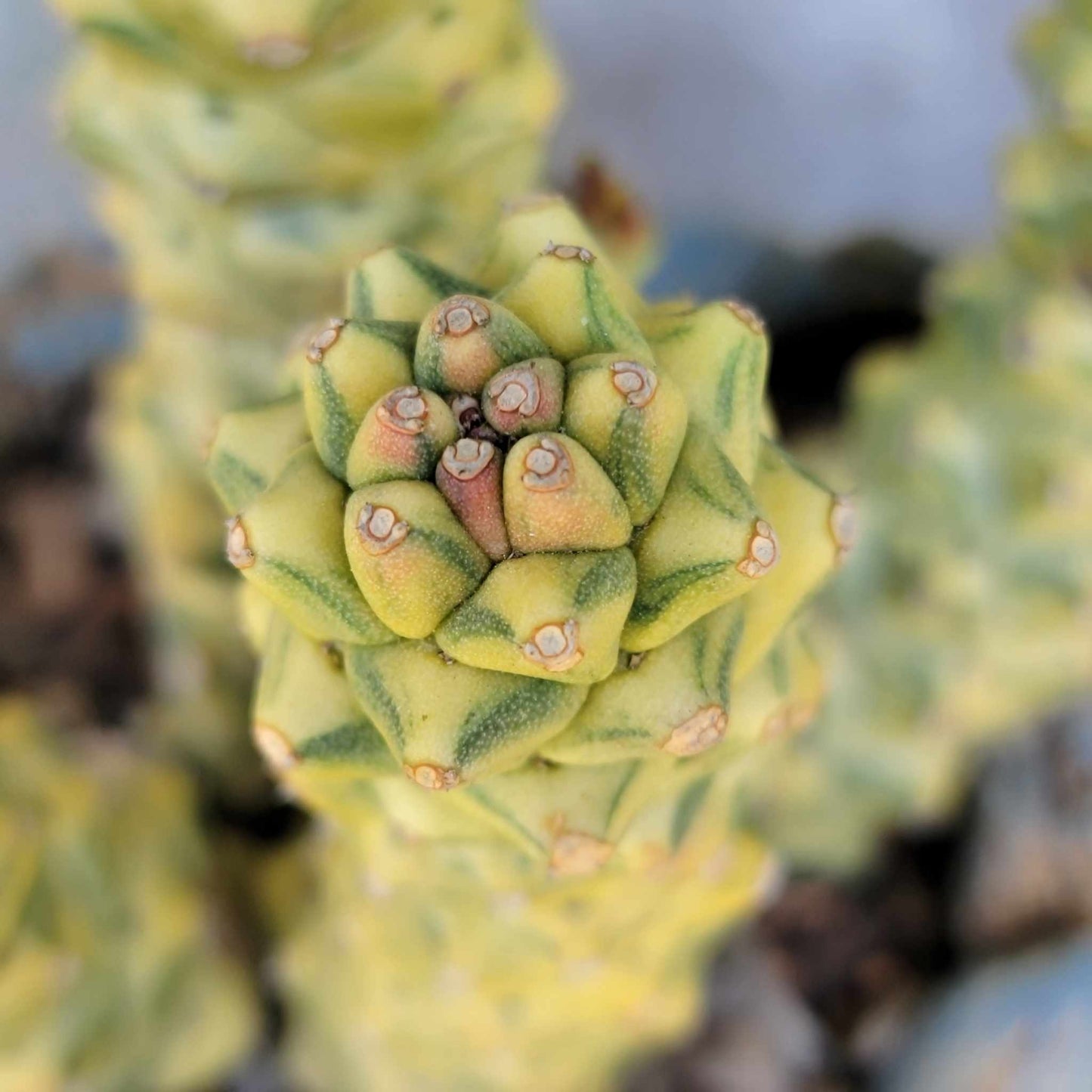 Monadenium ritchiei - Euphorbia ritchiei