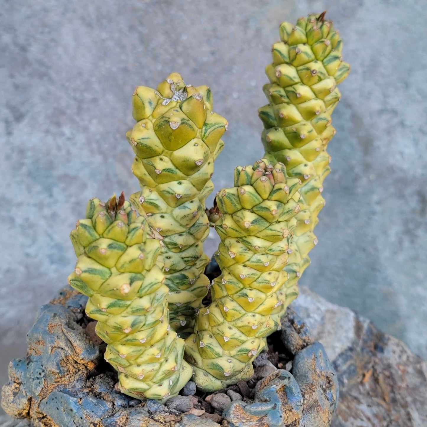 Monadenium ritchiei - Euphorbia ritchiei