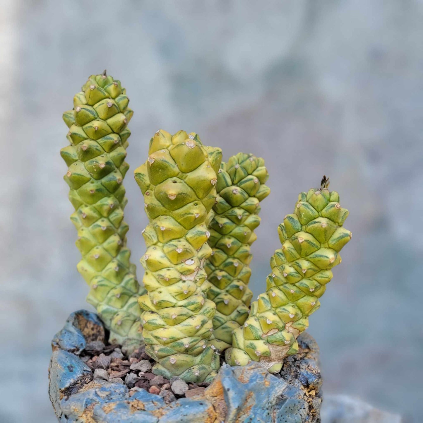 Monadenium ritchiei - Euphorbia ritchiei