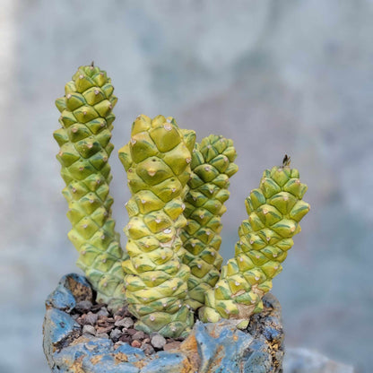 Monadenium ritchiei - Euphorbia ritchiei