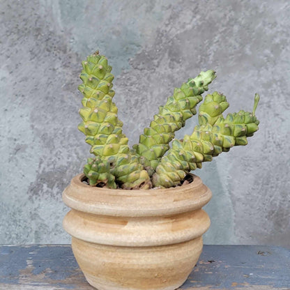 Monadenium ritchiei - Euphorbia ritchiei