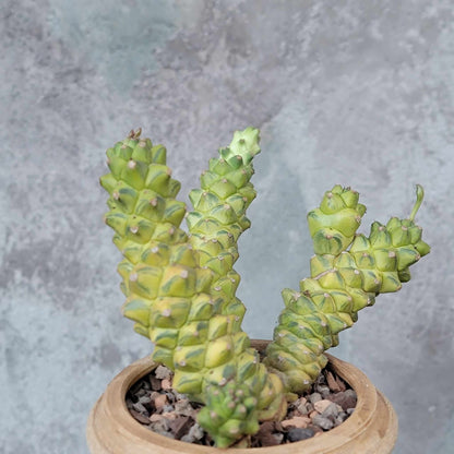 Monadenium ritchiei - Euphorbia ritchiei