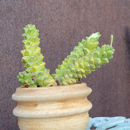 Monadenium ritchiei - Euphorbia ritchiei