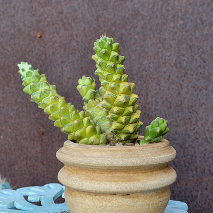 Monadenium ritchiei - Euphorbia ritchiei