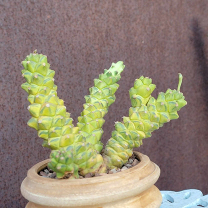 Monadenium ritchiei - Euphorbia ritchiei