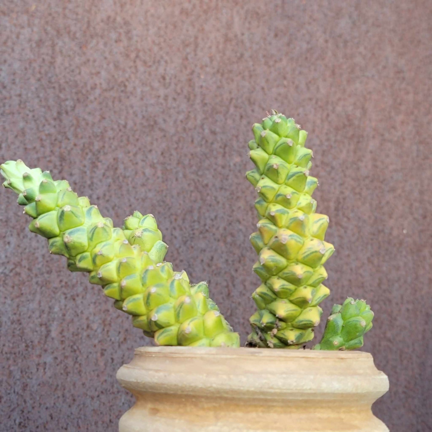 Monadenium ritchiei - Euphorbia ritchiei