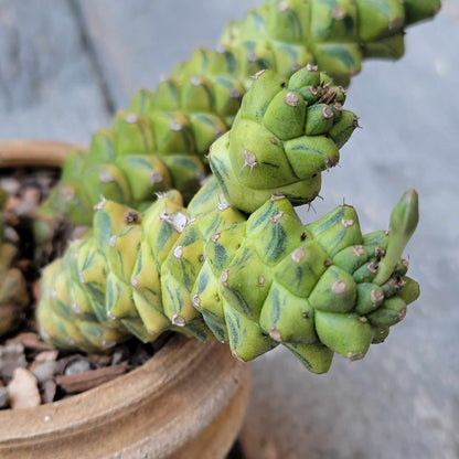 Monadenium ritchiei - Euphorbia ritchiei