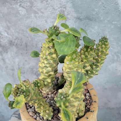 Monadenium ritchiei - Euphorbia ritchiei - XL