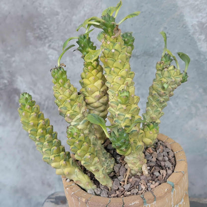 Monadenium ritchiei - Euphorbia ritchiei - XL