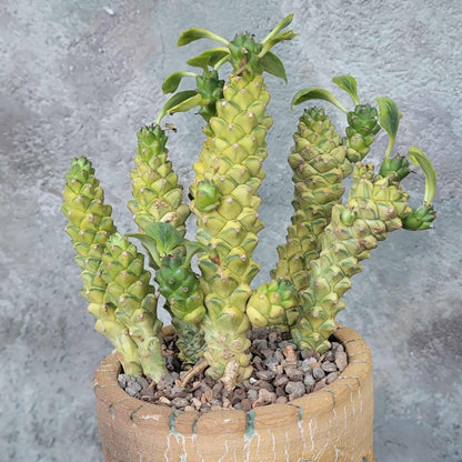 Monadenium ritchiei - Euphorbia ritchiei - XL