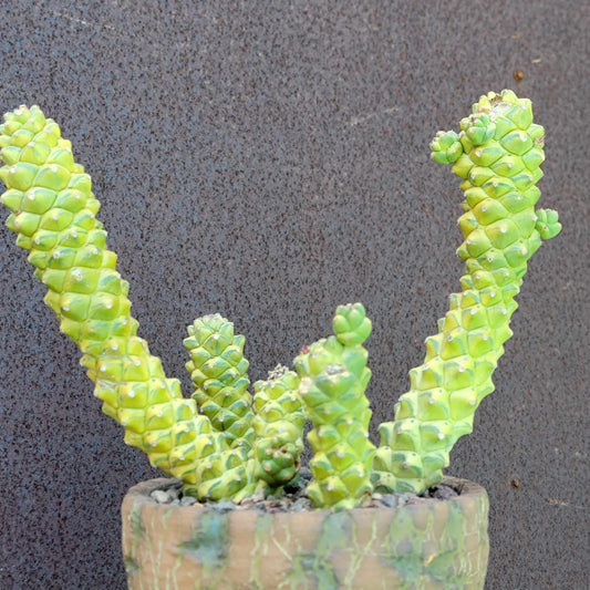 Monadenium ritchiei - Euphorbia ritchiei - XL