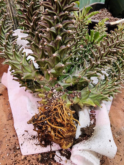 Monadenium schubei ‘Tanzania Red’ - 12 Heads!