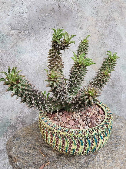 Monadenium schubei ‘Tanzania Red’ - 12 Heads!