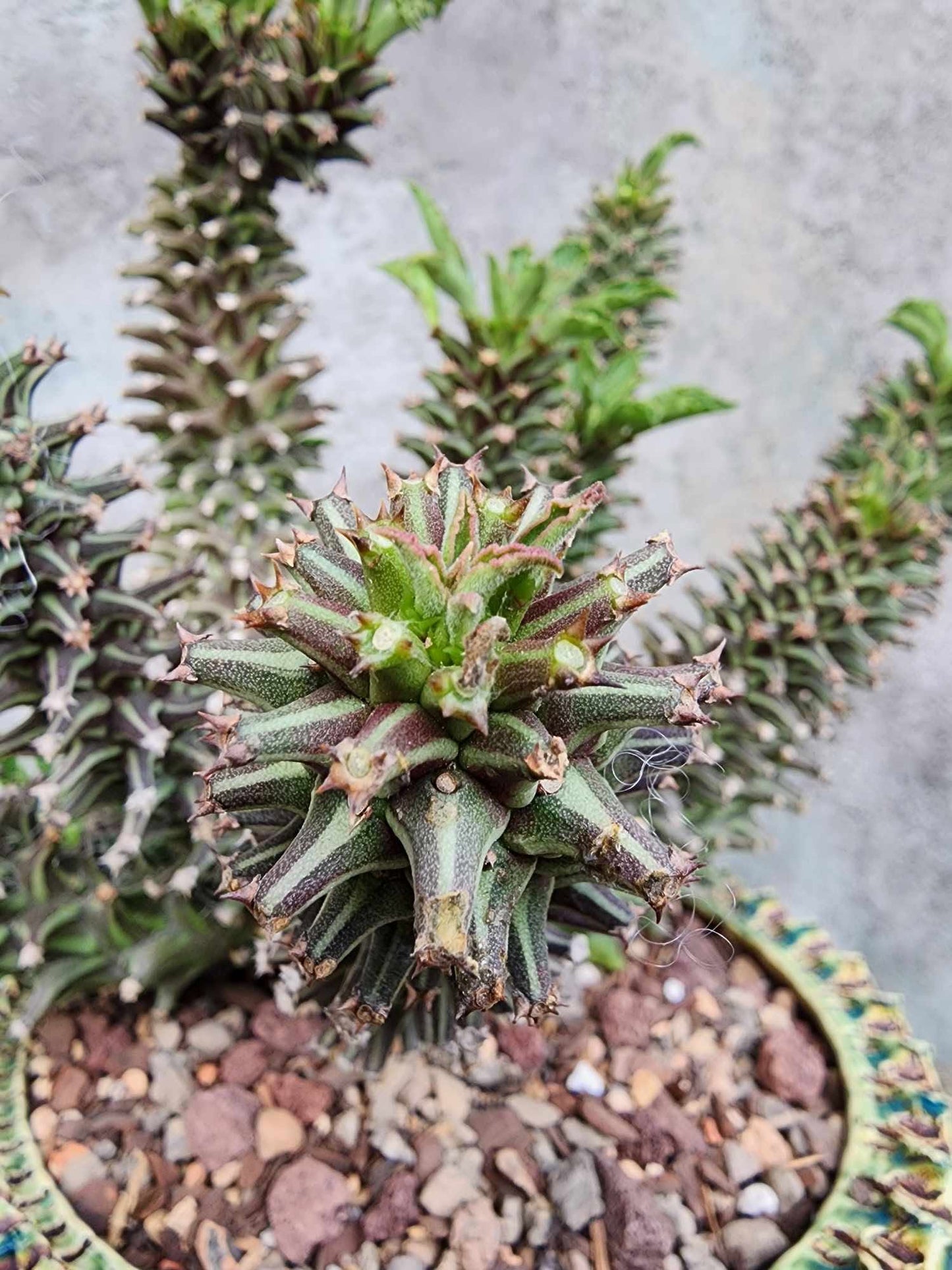 Monadenium schubei ‘Tanzania Red’ - 12 Heads!