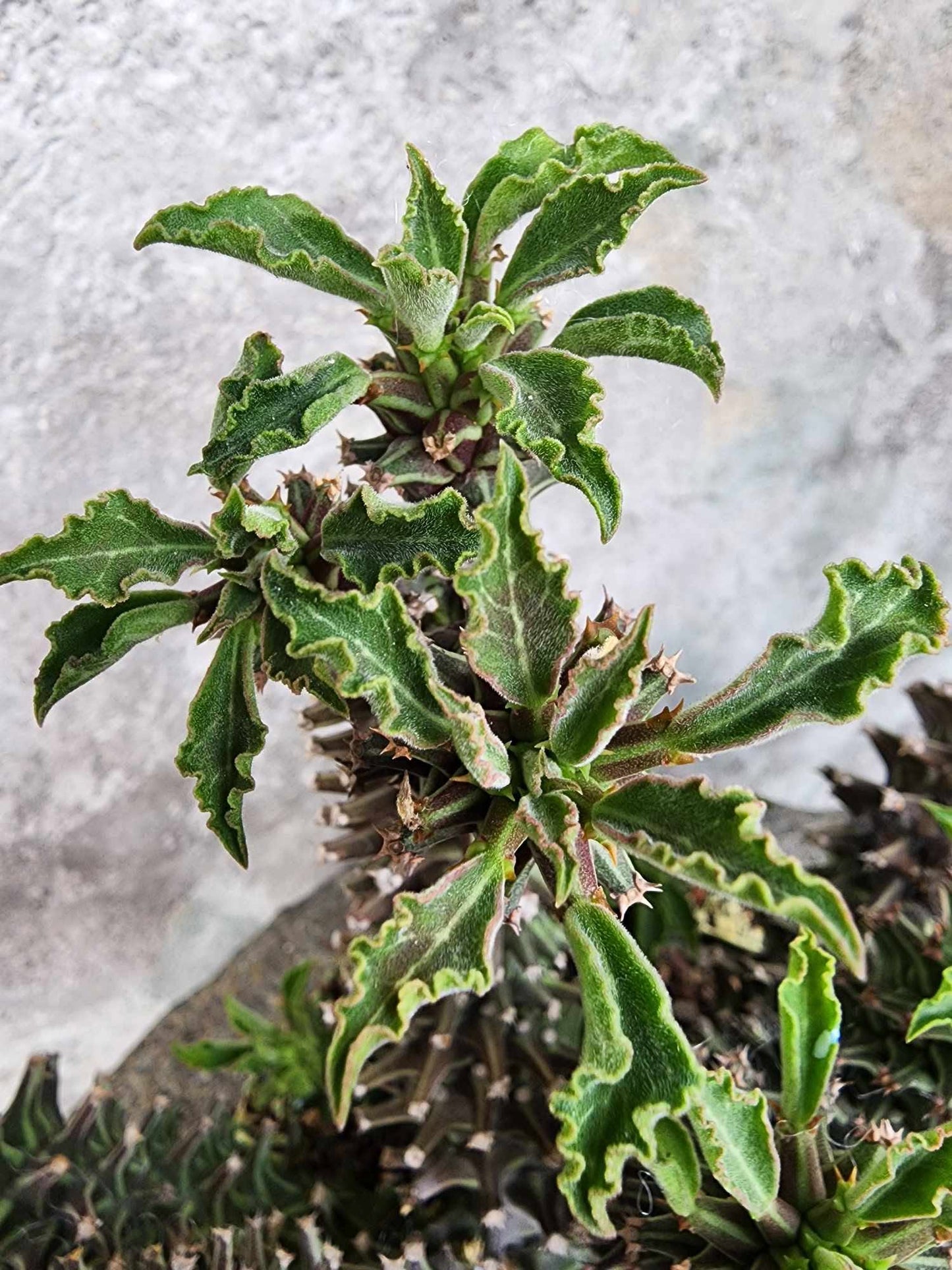 Monadenium schubei ‘Tanzania Red’ - 12 Heads!