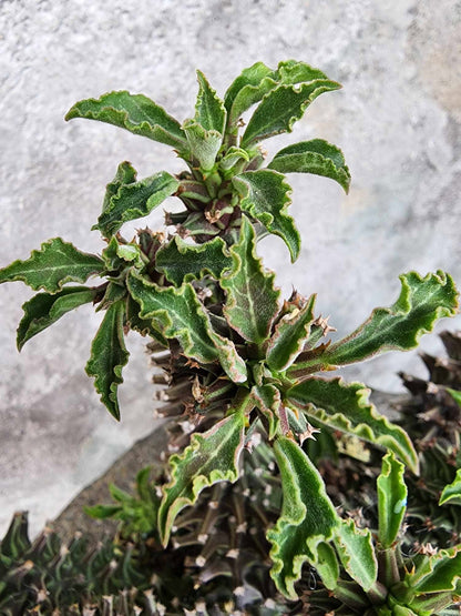 Monadenium schubei ‘Tanzania Red’ - 12 Heads!