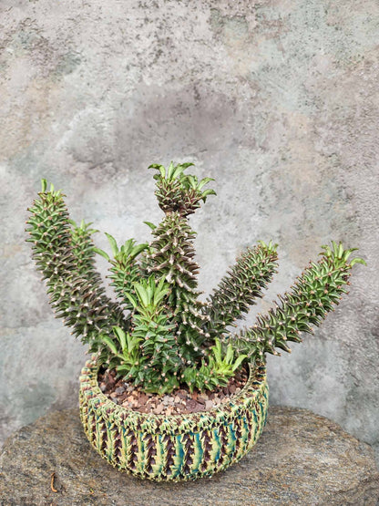 Monadenium schubei ‘Tanzania Red’ - 12 Heads!