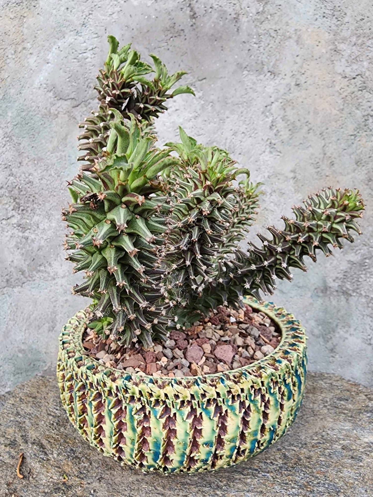 Monadenium schubei ‘Tanzania Red’ - 12 Heads!