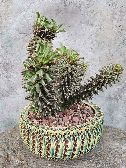 Monadenium schubei ‘Tanzania Red’ - 12 Heads!