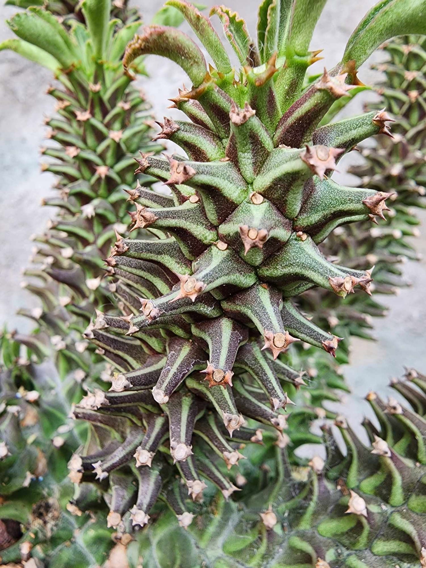 Monadenium schubei ‘Tanzania Red’ - 12 Heads!