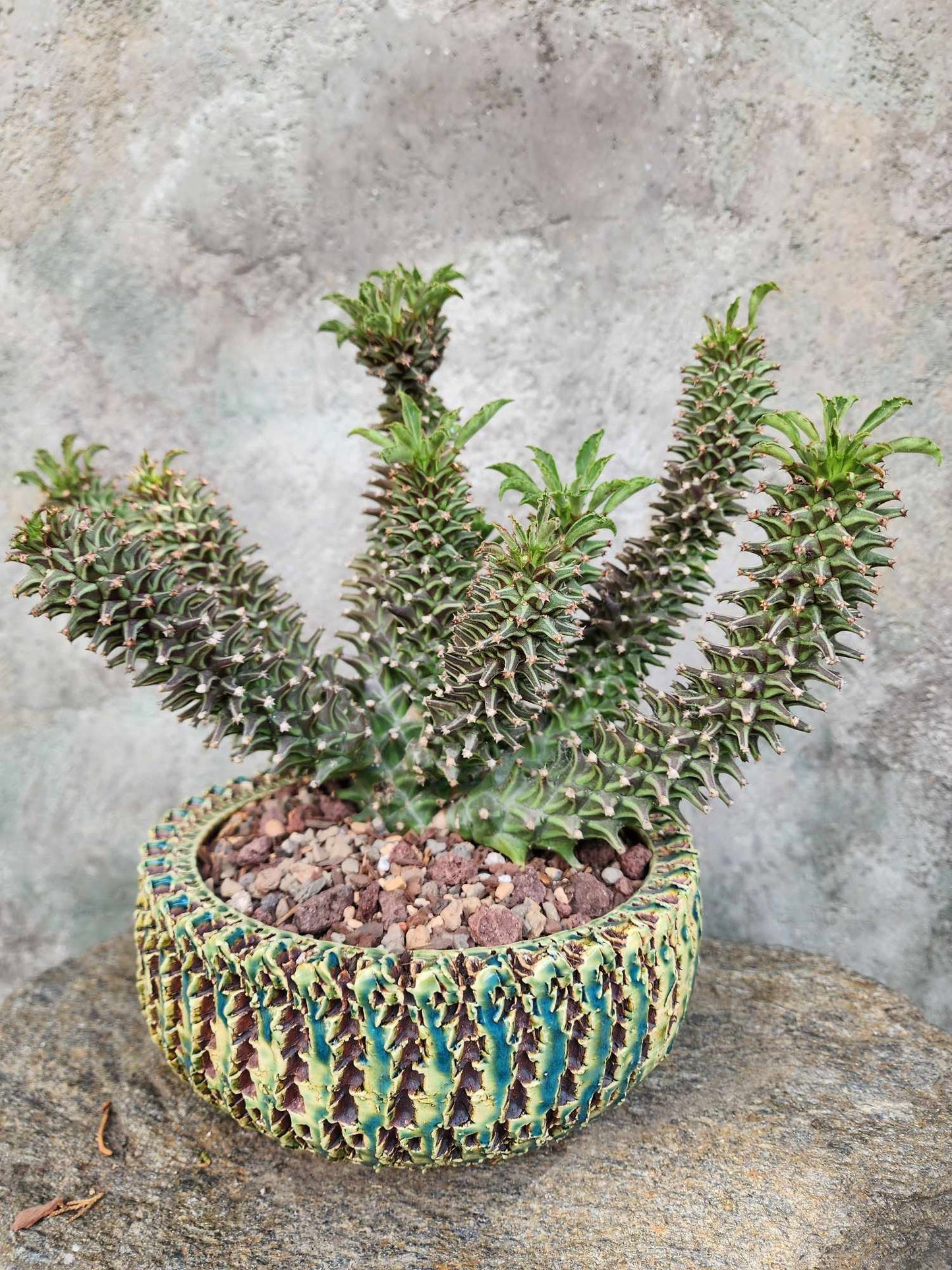 Monadenium schubei ‘Tanzania Red’ - 12 Heads!