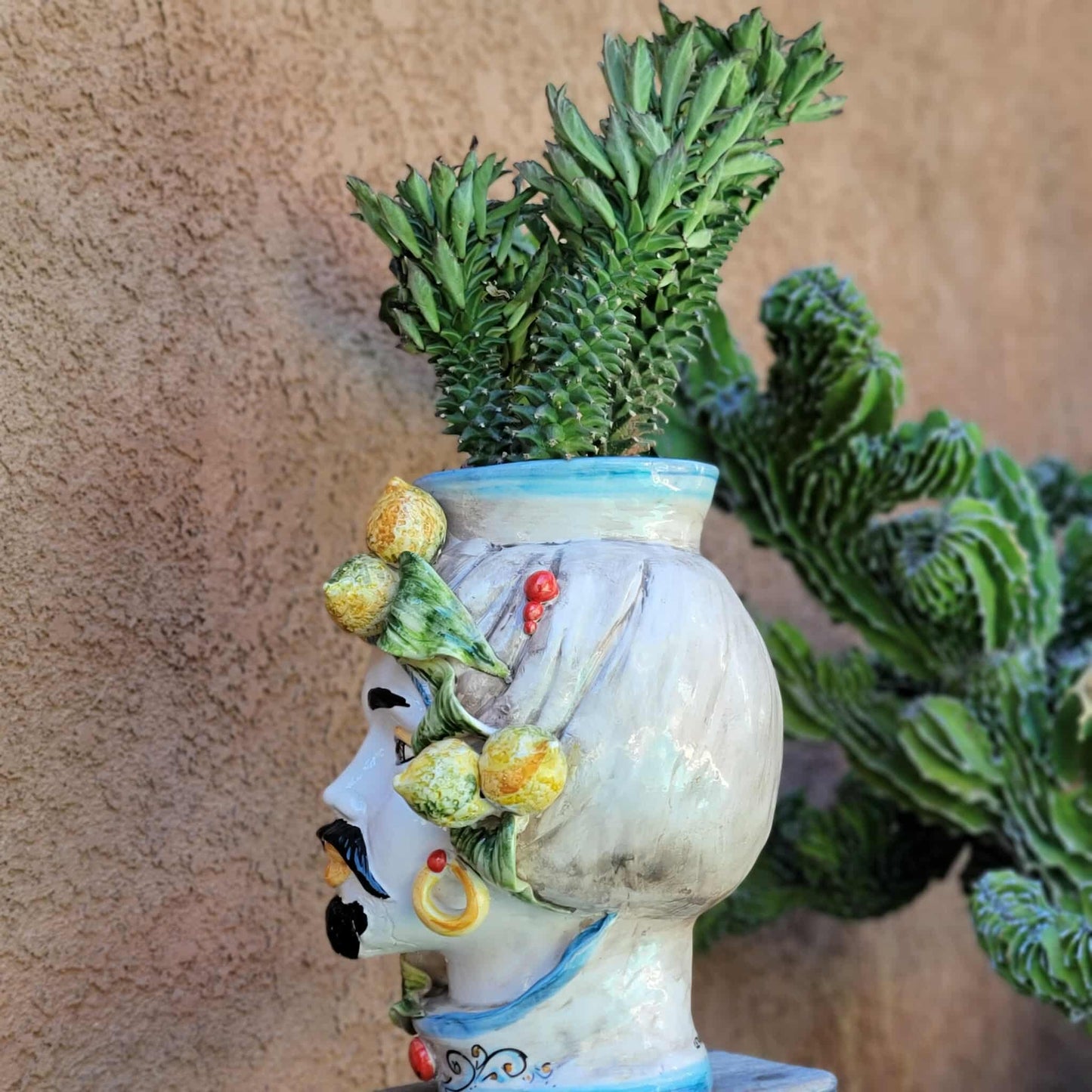 Monadenium schubei ‘Tanzania Red’ - 5 Heads