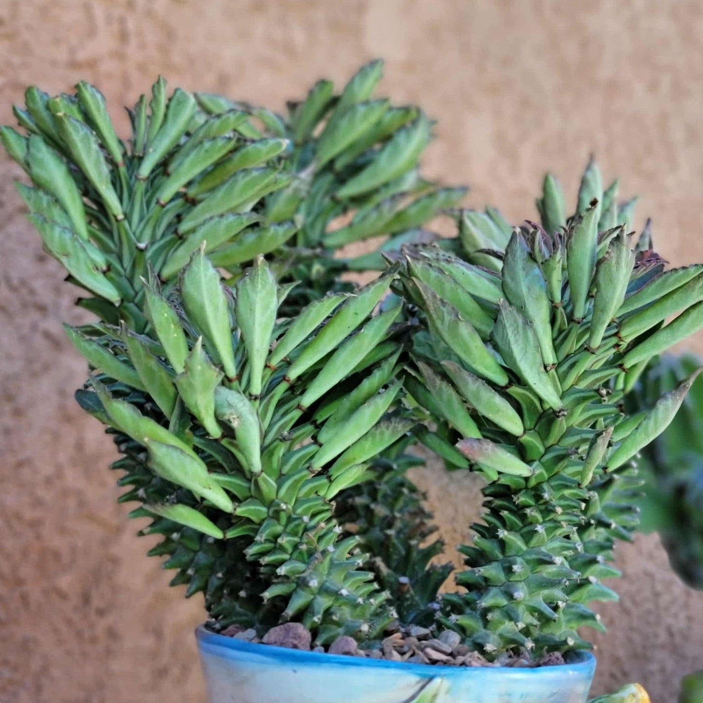 Monadenium schubei ‘Tanzania Red’ - 5 Heads