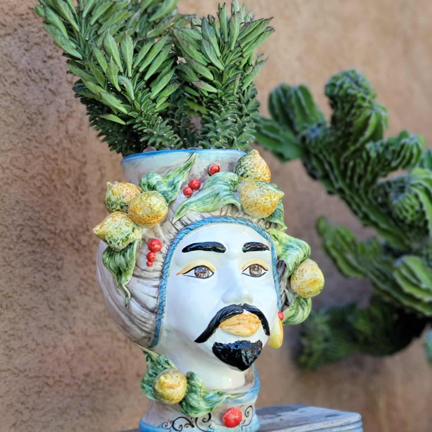 Monadenium schubei ‘Tanzania Red’ - 5 Heads