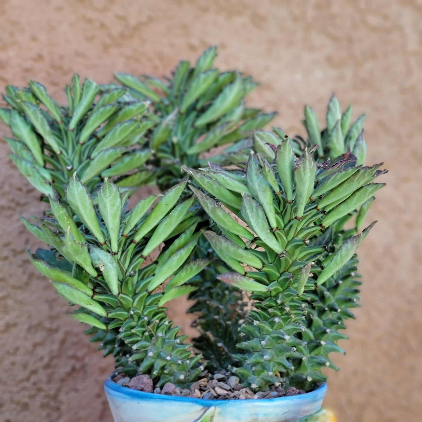 Monadenium schubei ‘Tanzania Red’ - 5 Heads