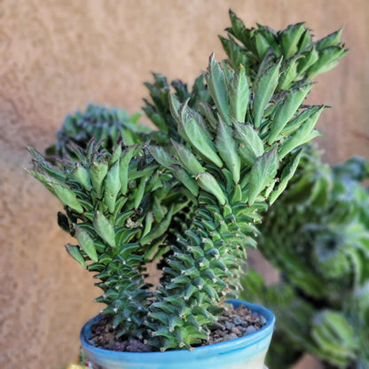 Monadenium schubei ‘Tanzania Red’ - 5 Heads