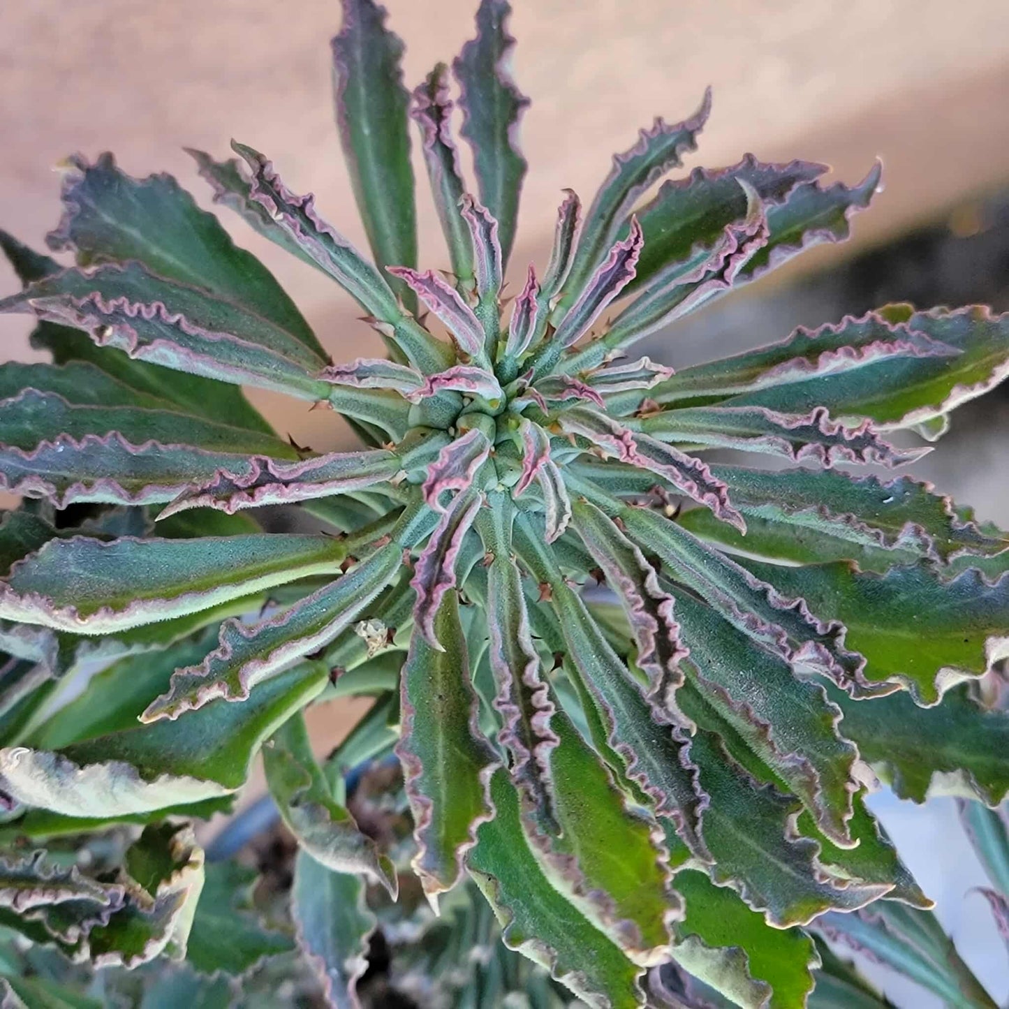 Monadenium schubei ‘Tanzania Red’ - 5 Heads
