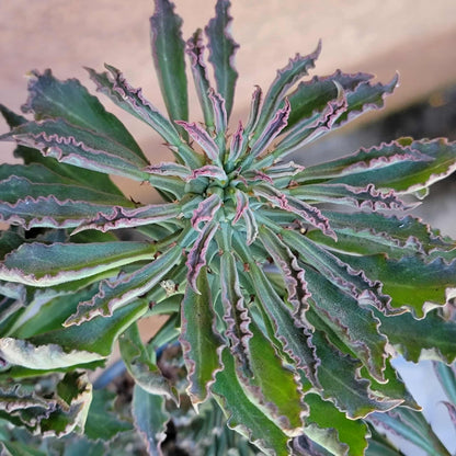 Monadenium schubei ‘Tanzania Red’ - 5 Heads