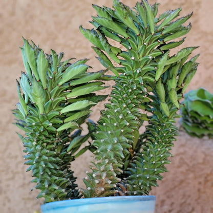 Monadenium schubei ‘Tanzania Red’ - 5 Heads