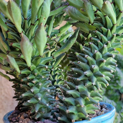 Monadenium schubei ‘Tanzania Red’ - 5 Heads