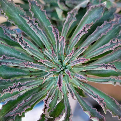 Monadenium schubei ‘Tanzania Red’ - 5 Heads