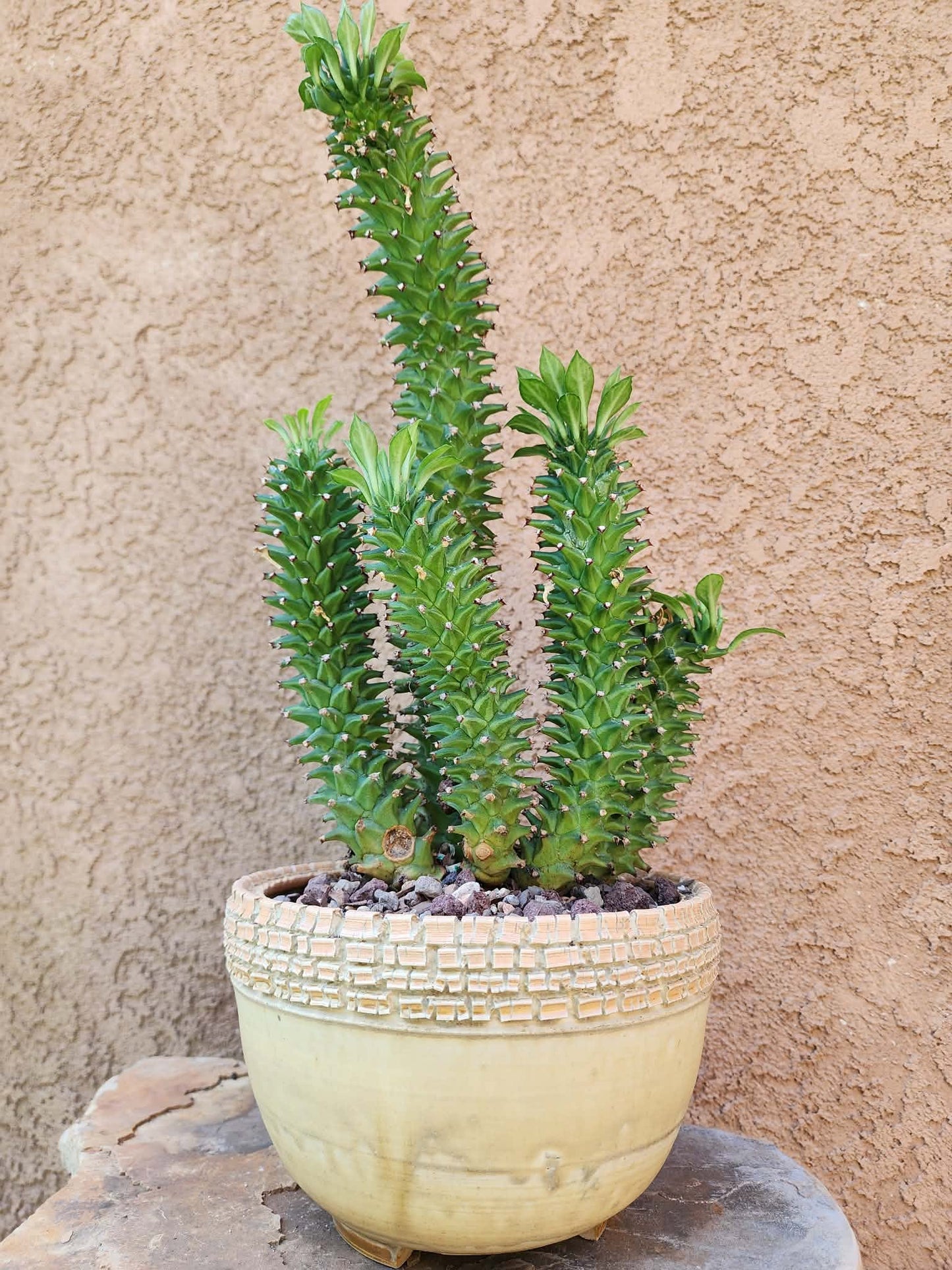 Monadenium schubei ‘Tanzania Red’ - 5 Heads!