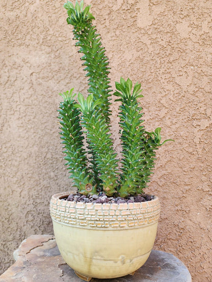 Monadenium schubei ‘Tanzania Red’ - 5 Heads!