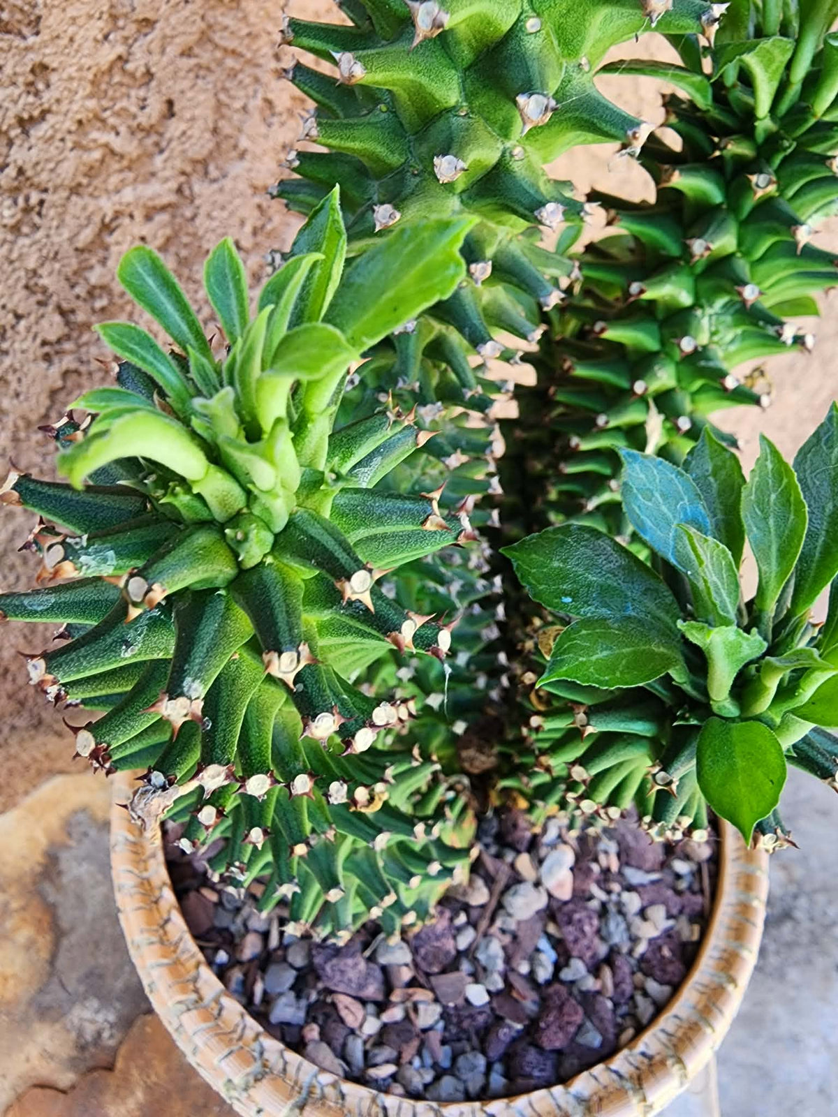 Monadenium schubei ‘Tanzania Red’ - 5 Heads!