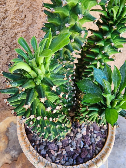 Monadenium schubei ‘Tanzania Red’ - 5 Heads!