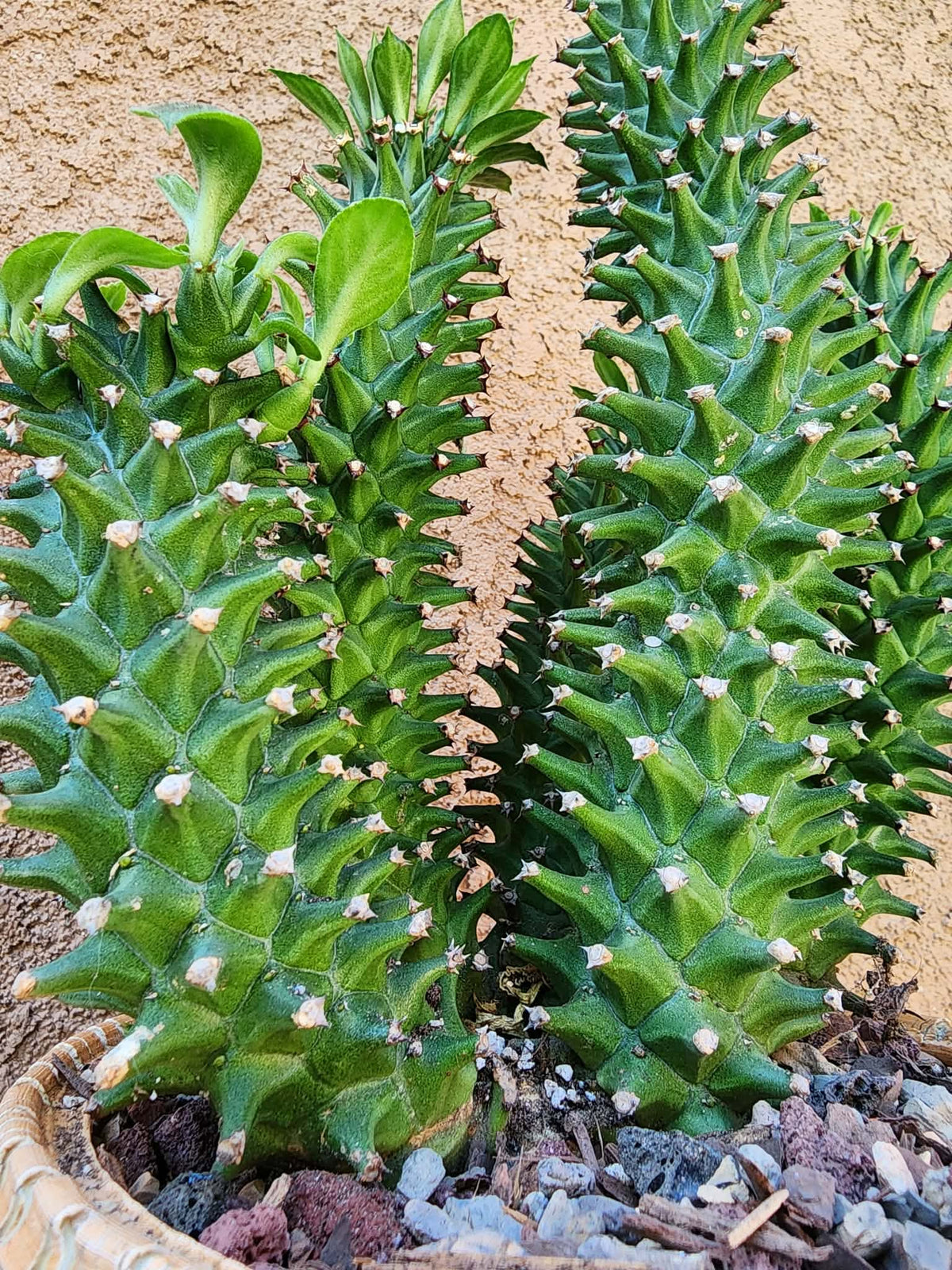 Monadenium schubei ‘Tanzania Red’ - 5 Heads!