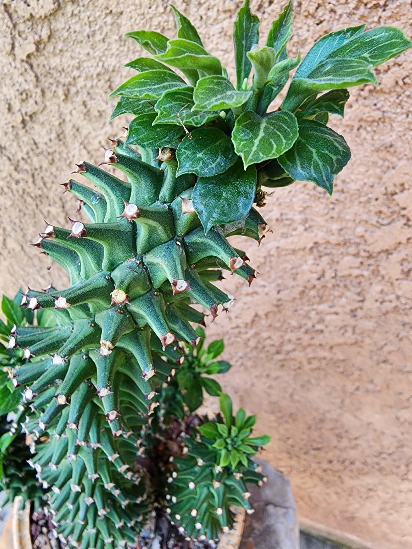Monadenium schubei ‘Tanzania Red’ - 5 Heads!