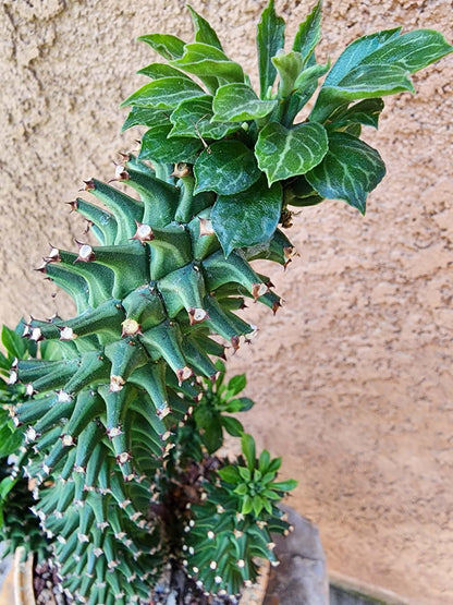 Monadenium schubei ‘Tanzania Red’ - 5 Heads!