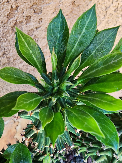 Monadenium schubei ‘Tanzania Red’ - 5 Heads!