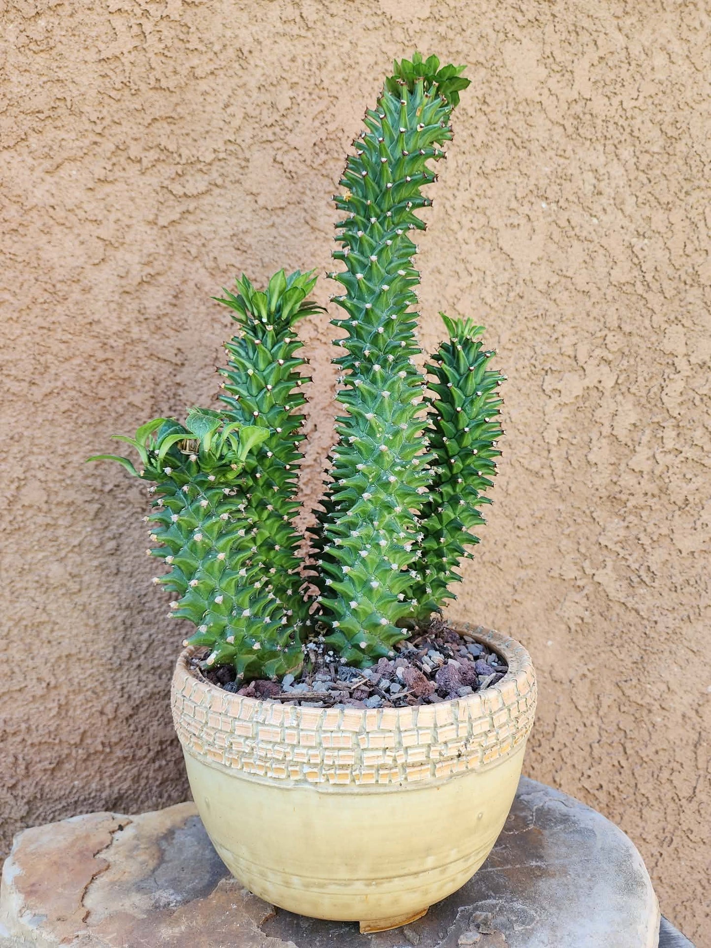 Monadenium schubei ‘Tanzania Red’ - 5 Heads!