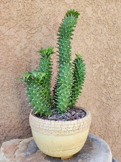 Monadenium schubei ‘Tanzania Red’ - 5 Heads!