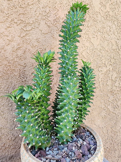 Monadenium schubei ‘Tanzania Red’ - 5 Heads!