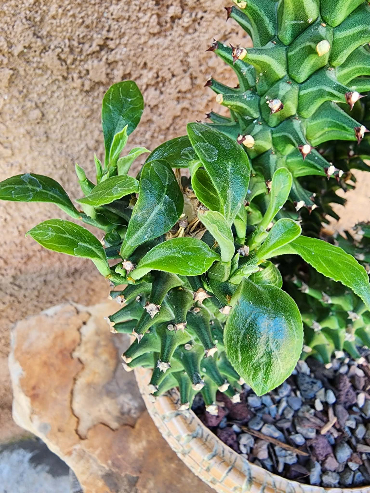 Monadenium schubei ‘Tanzania Red’ - 5 Heads!