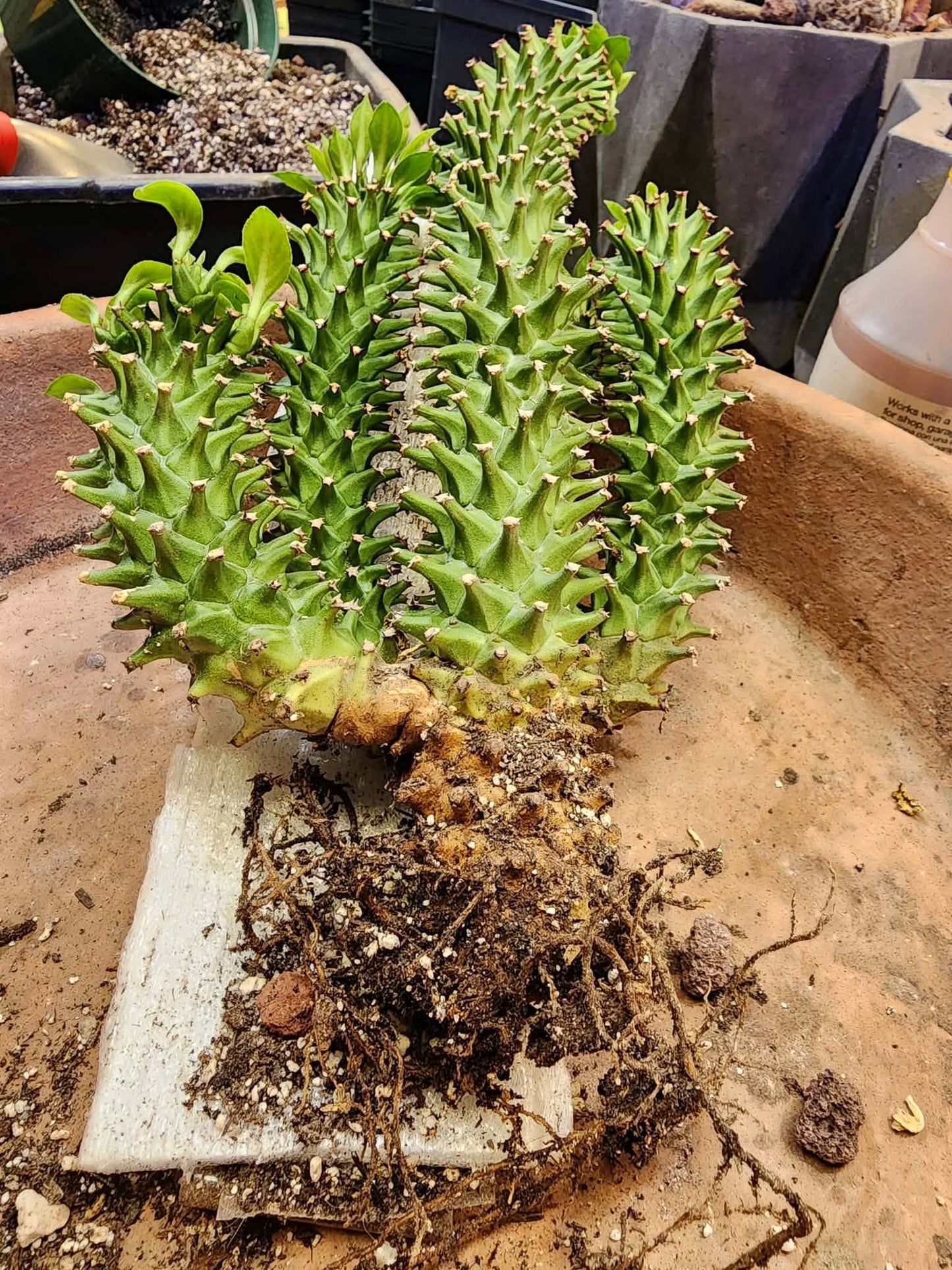 Monadenium schubei ‘Tanzania Red’ - 5 Heads!