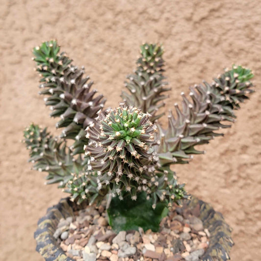 Monadenium schubei ‘Tanzania Red’ - 5 Heads + Babies!
